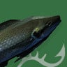 Cydonian Cichlid Uncommon Fish art
